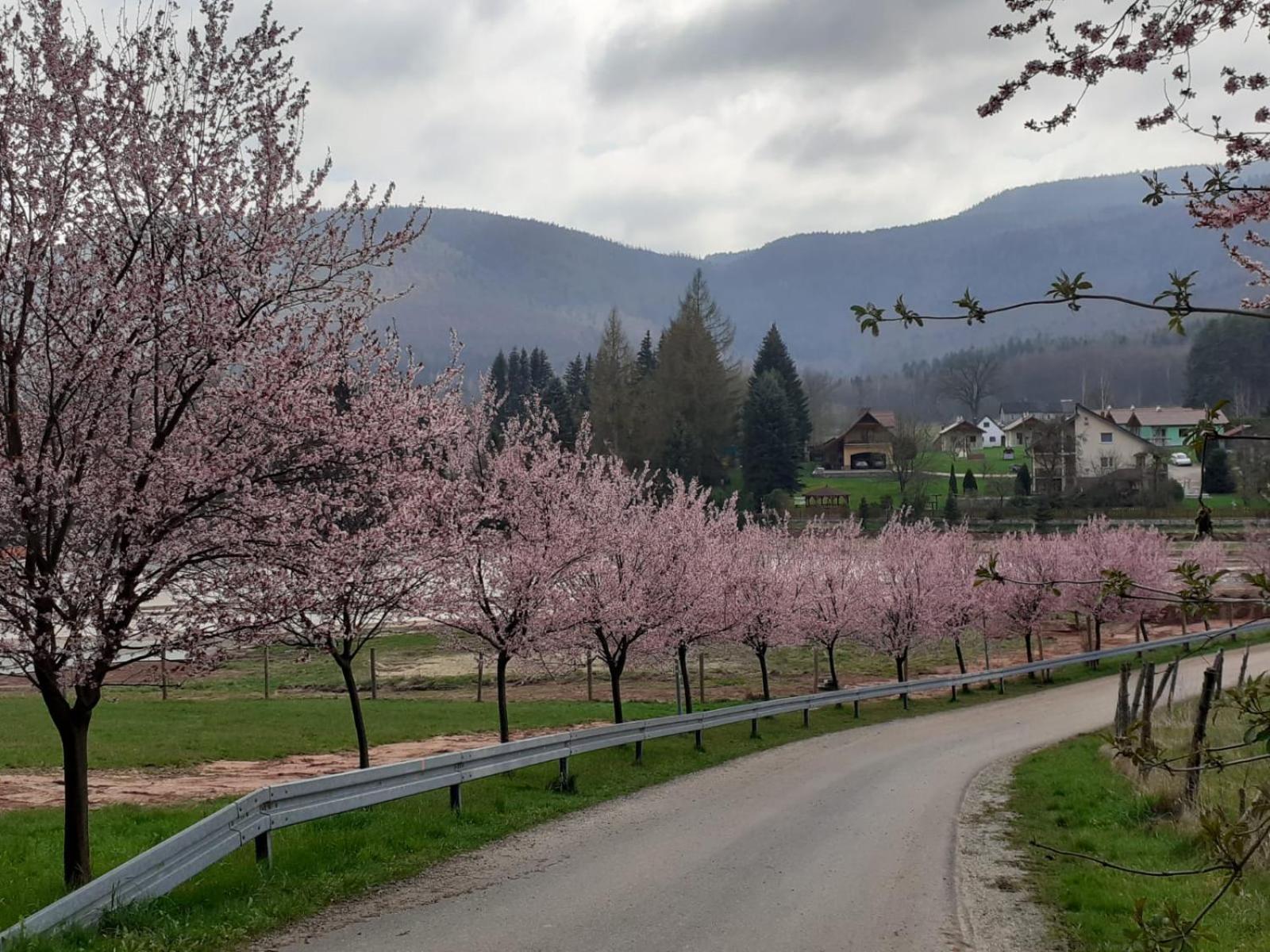 Otulina Dom W Gorach Stolowych Pod Szczelincem Pogranicze Pl-Cz Radkow Dış mekan fotoğraf