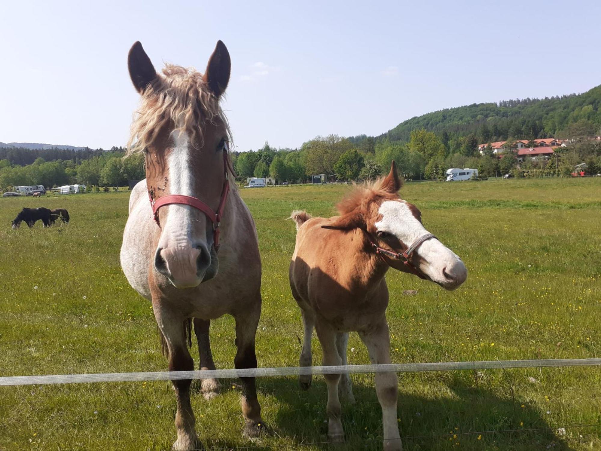 Otulina Dom W Gorach Stolowych Pod Szczelincem Pogranicze Pl-Cz Radkow Dış mekan fotoğraf