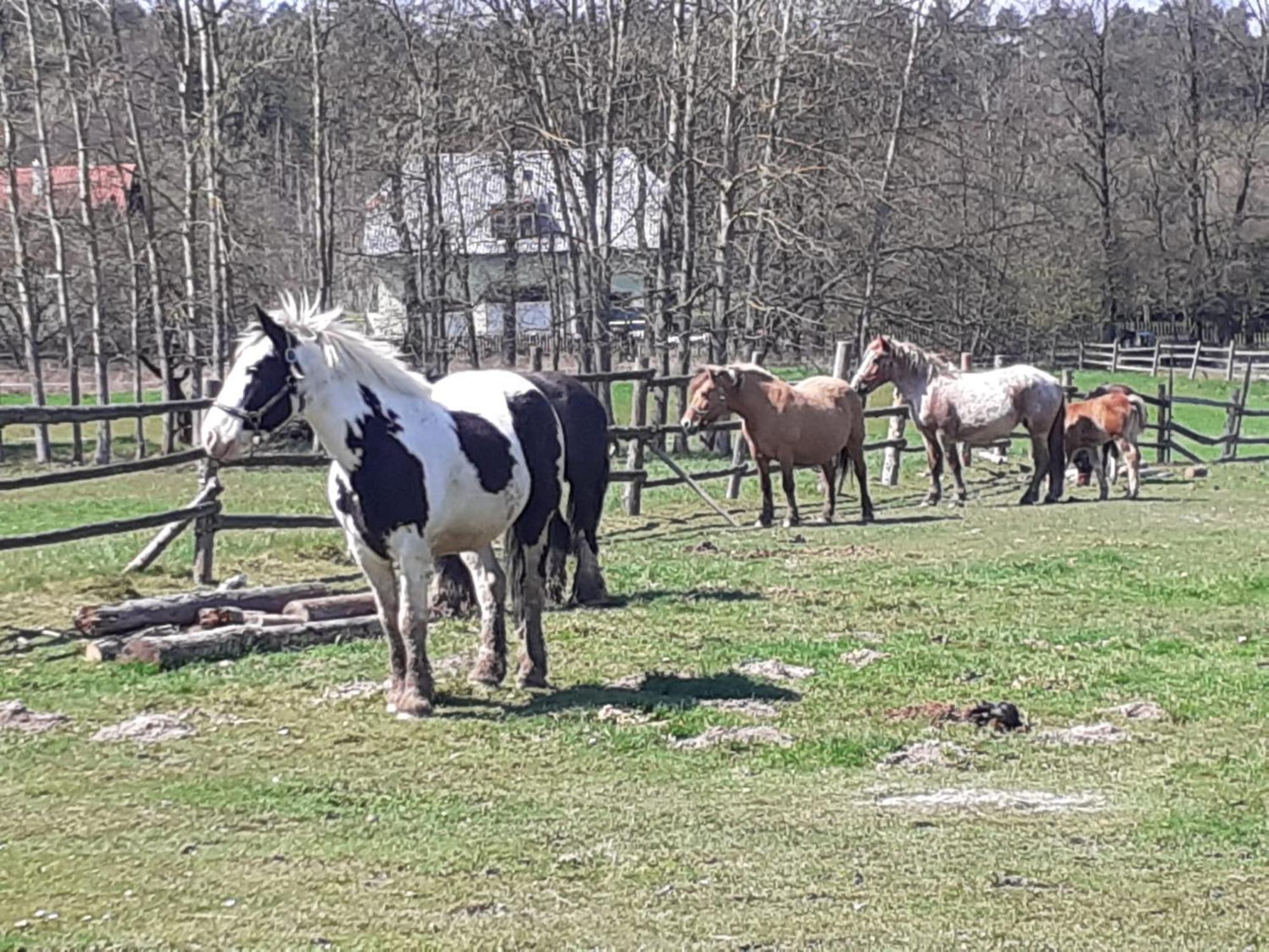 Otulina Dom W Gorach Stolowych Pod Szczelincem Pogranicze Pl-Cz Radkow Dış mekan fotoğraf